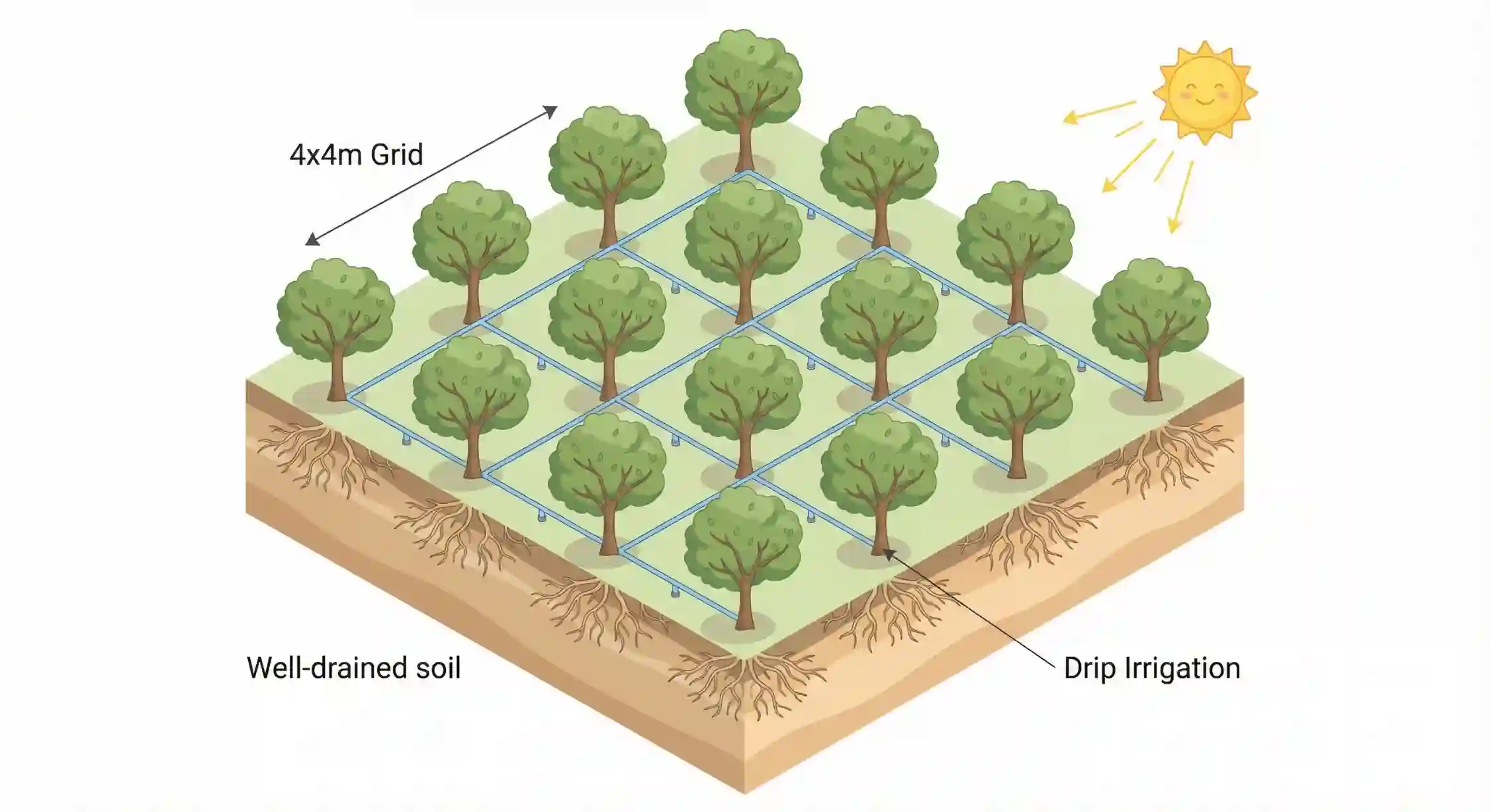 الگوی کاشت استاندارد و فاصله مناسب برای درختان بادام آذر.
