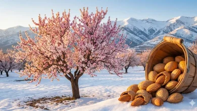 "نجات باغ‌های کوهستانی: چرا نهال بادام آذر پول‌سازترین انتخاب مناطق سردسیر است؟"